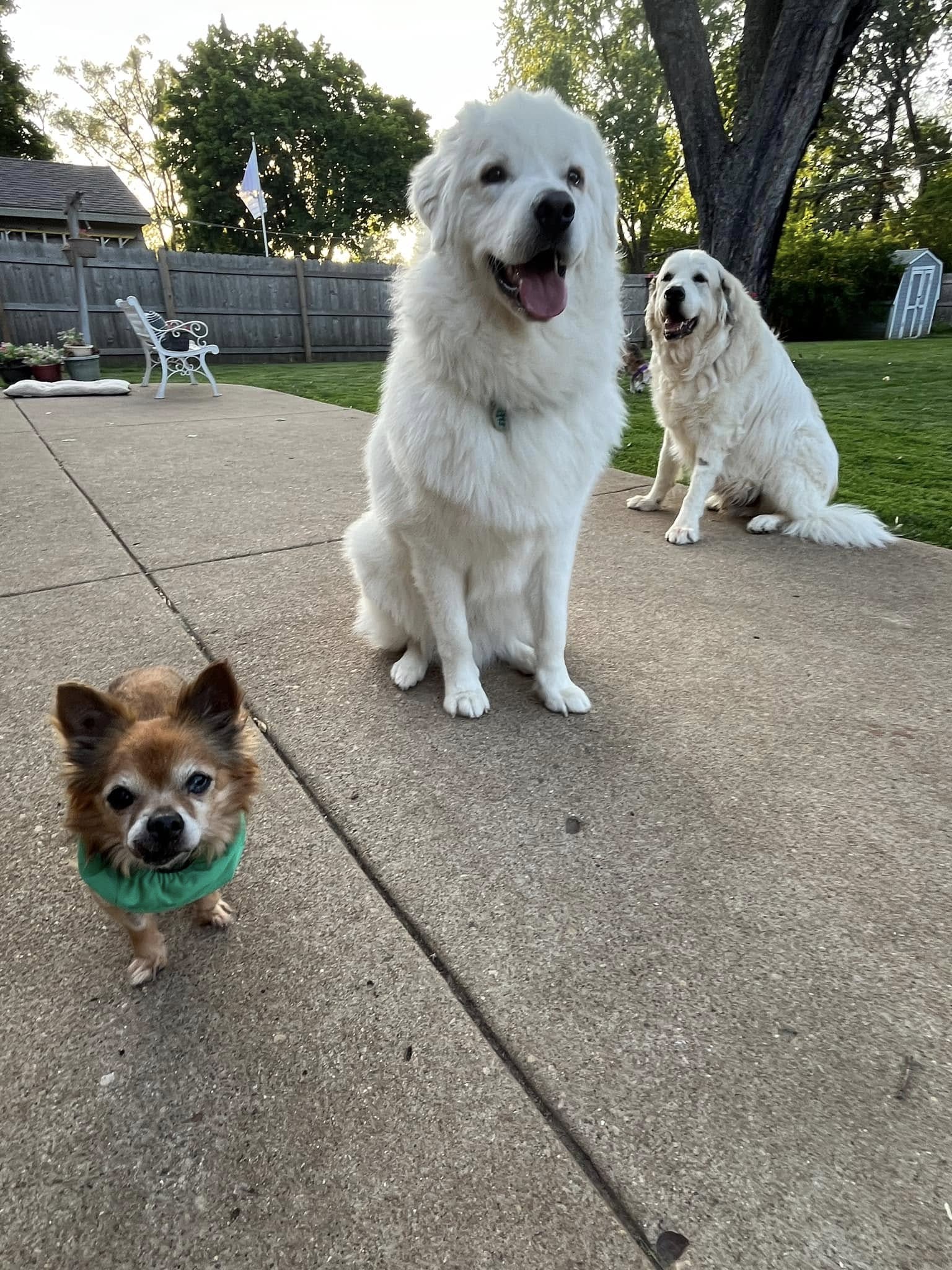 three dogs