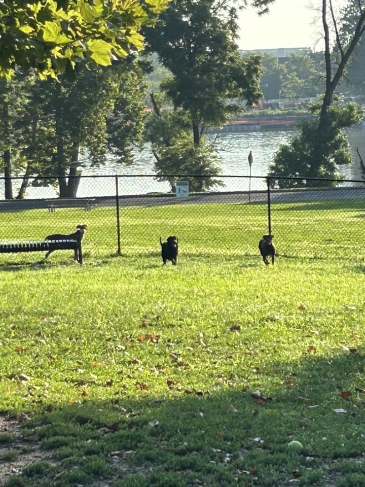 three dogs at the dog park 
