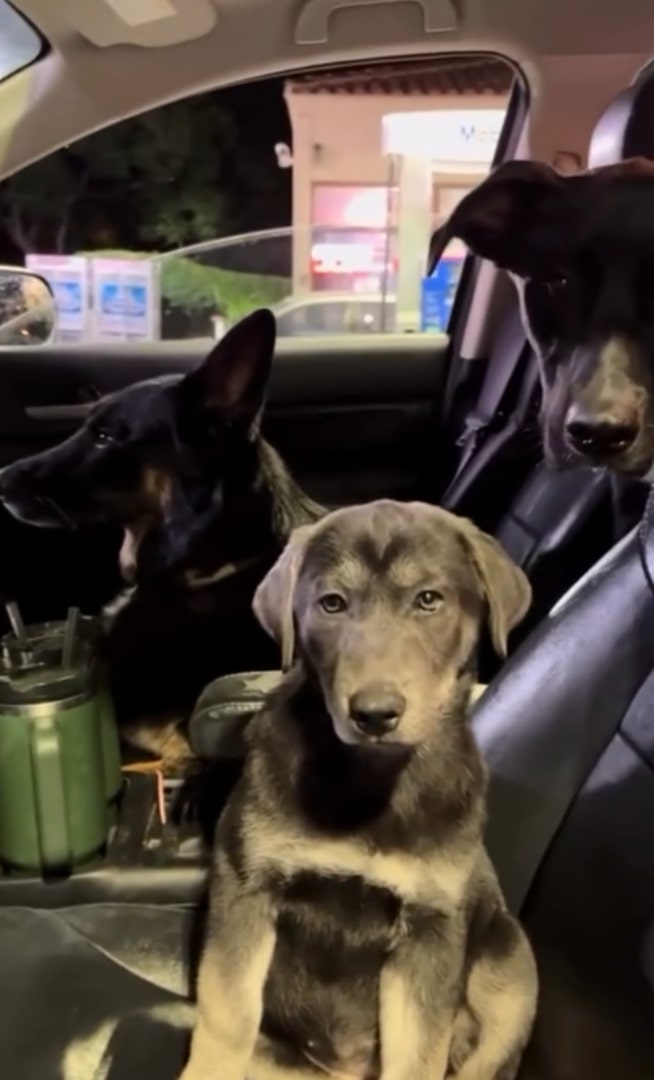 three dogs in car