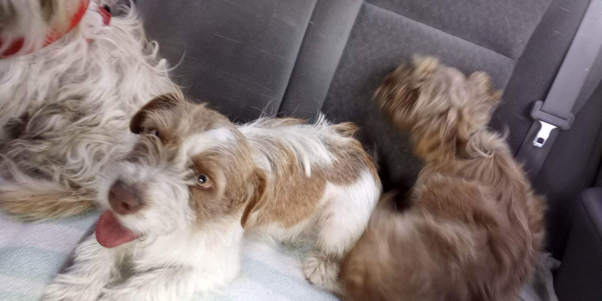three dogs in car