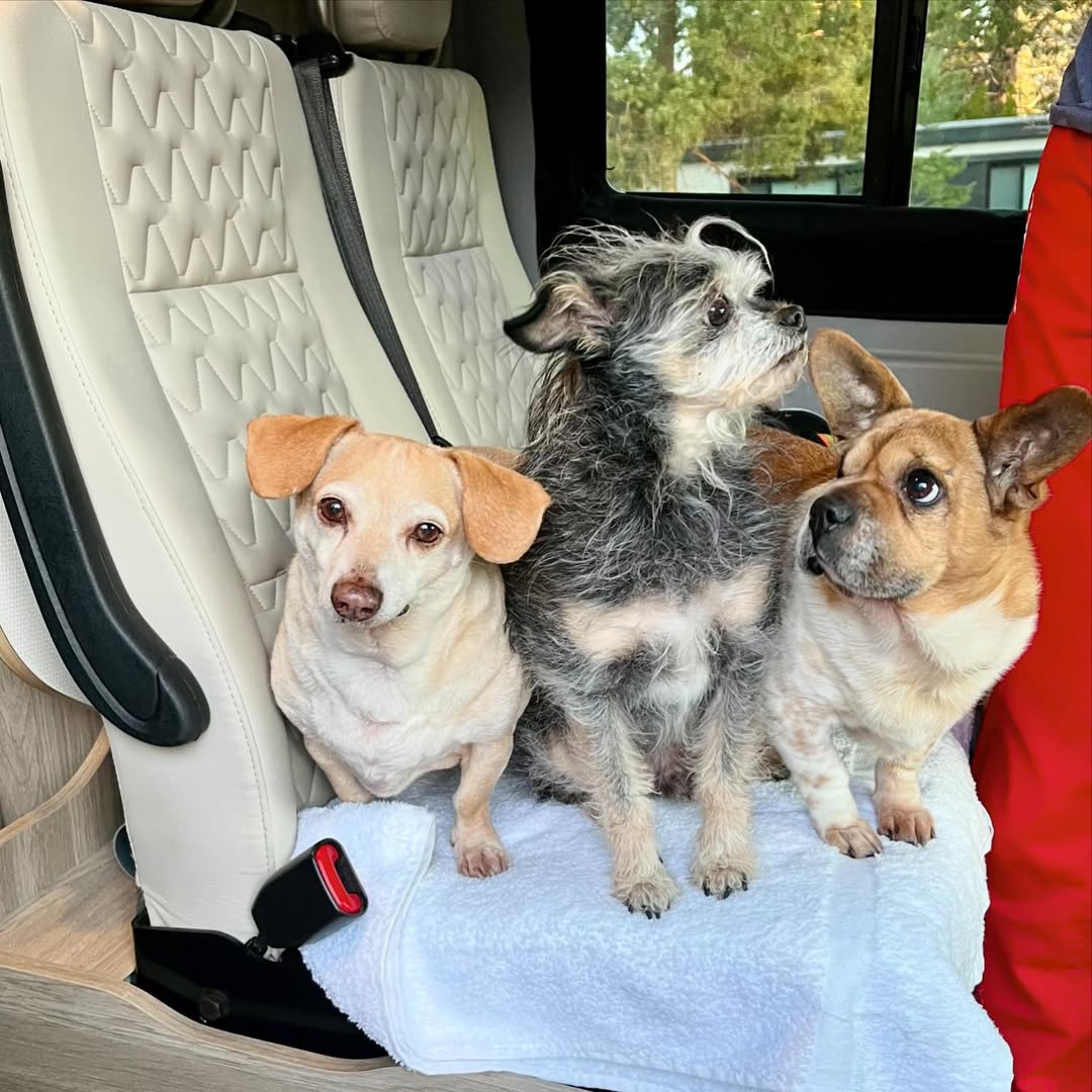 three dogs in car