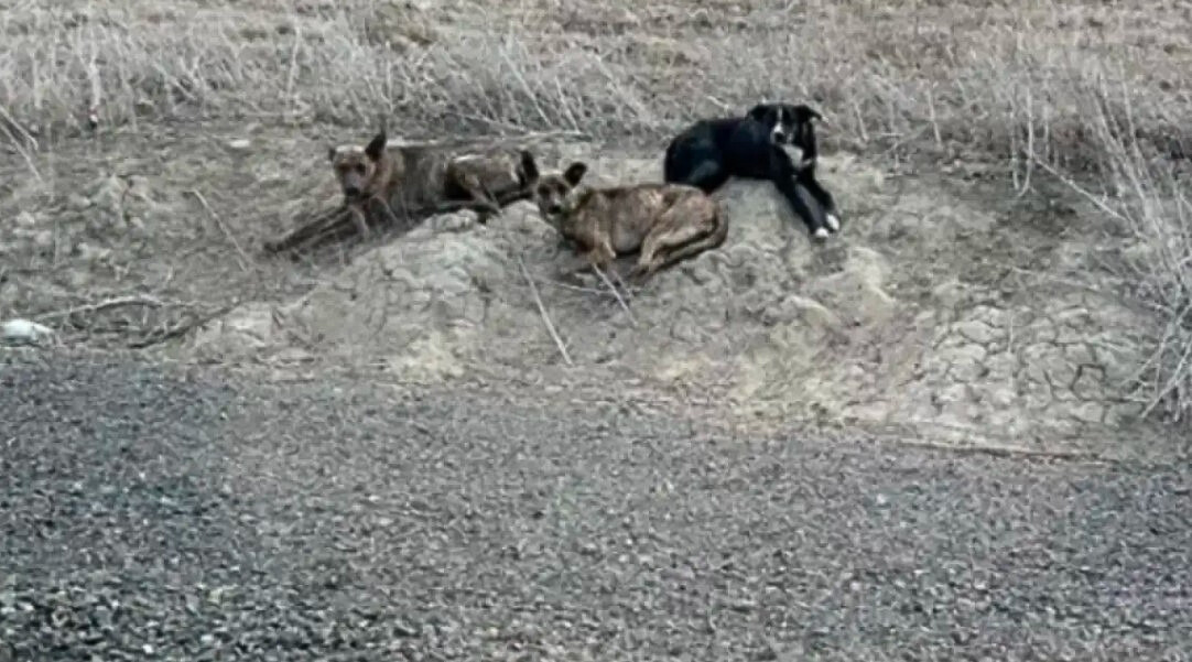 three dogs in the wilderness
