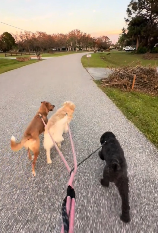 three dogs on leash