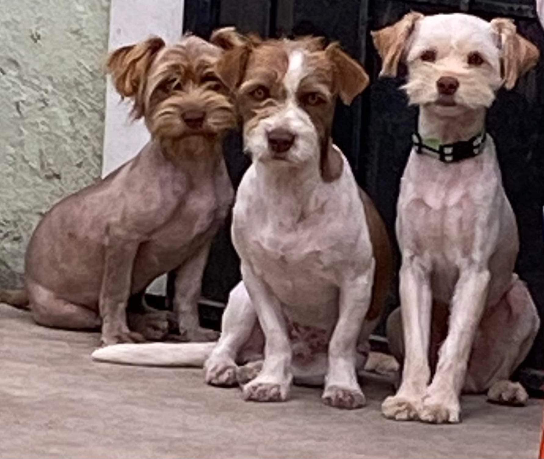 three dogs sitting