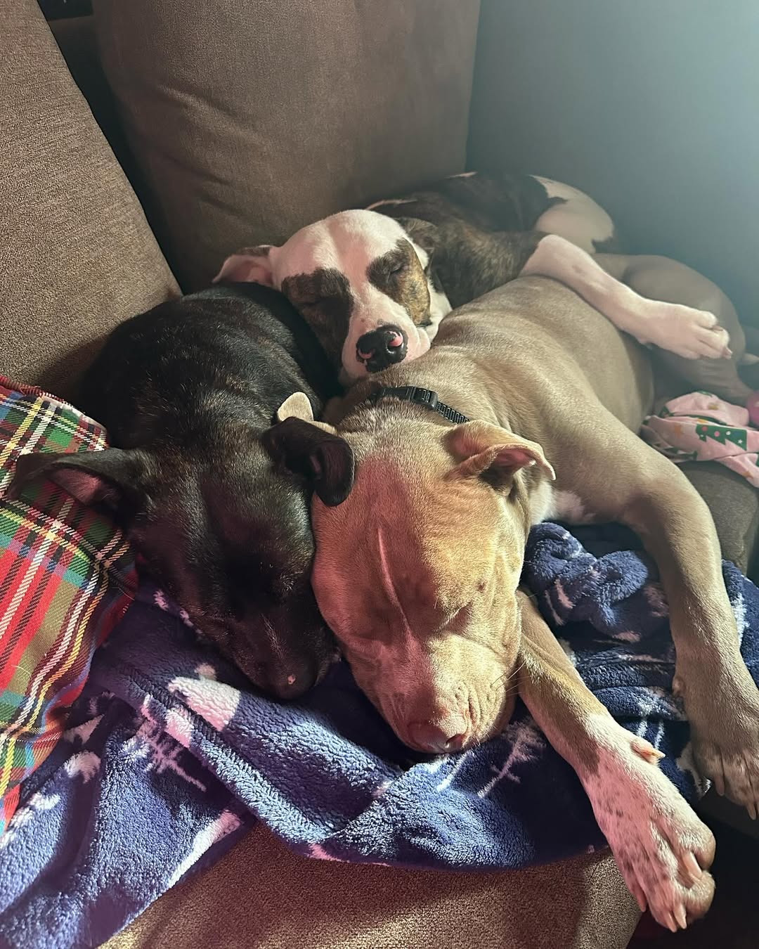 three dogs sleeping on couch 