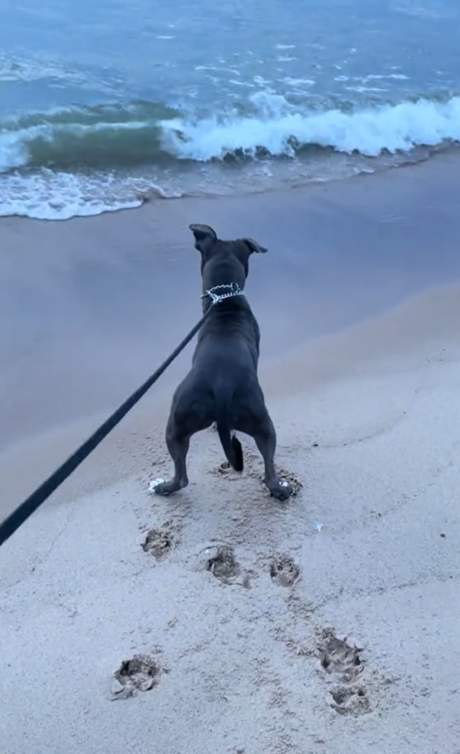 three-legged dog on the beach 