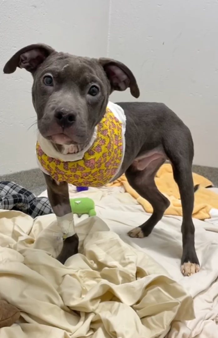 three-legged dog standing 