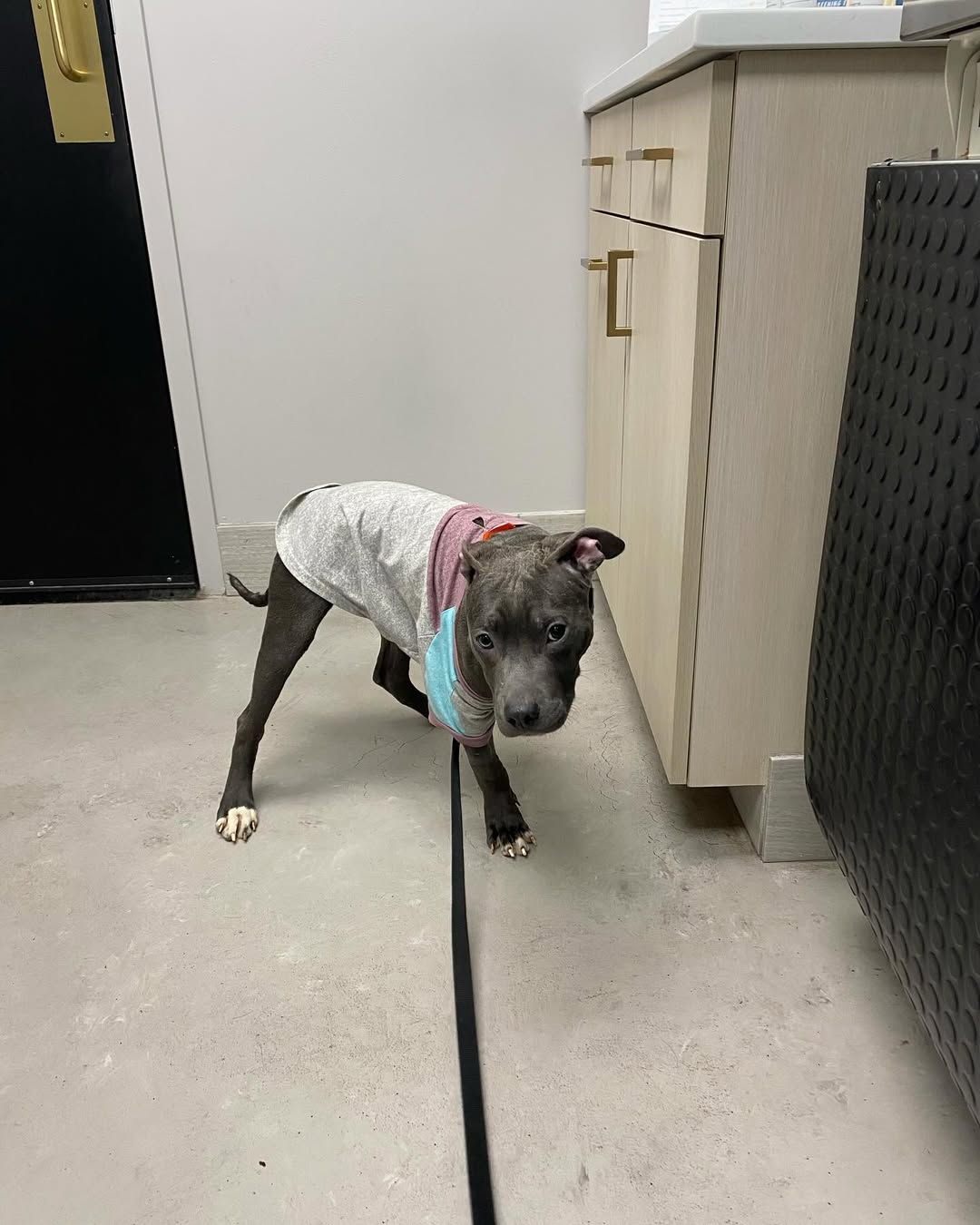 three-legged puppy with an outfit on