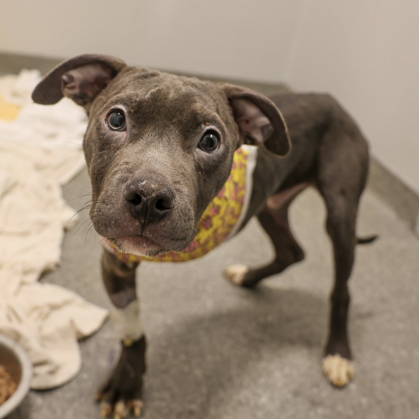 three-legged puppy