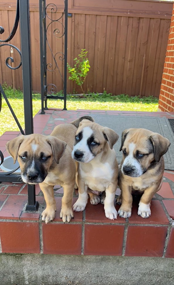 three puppies