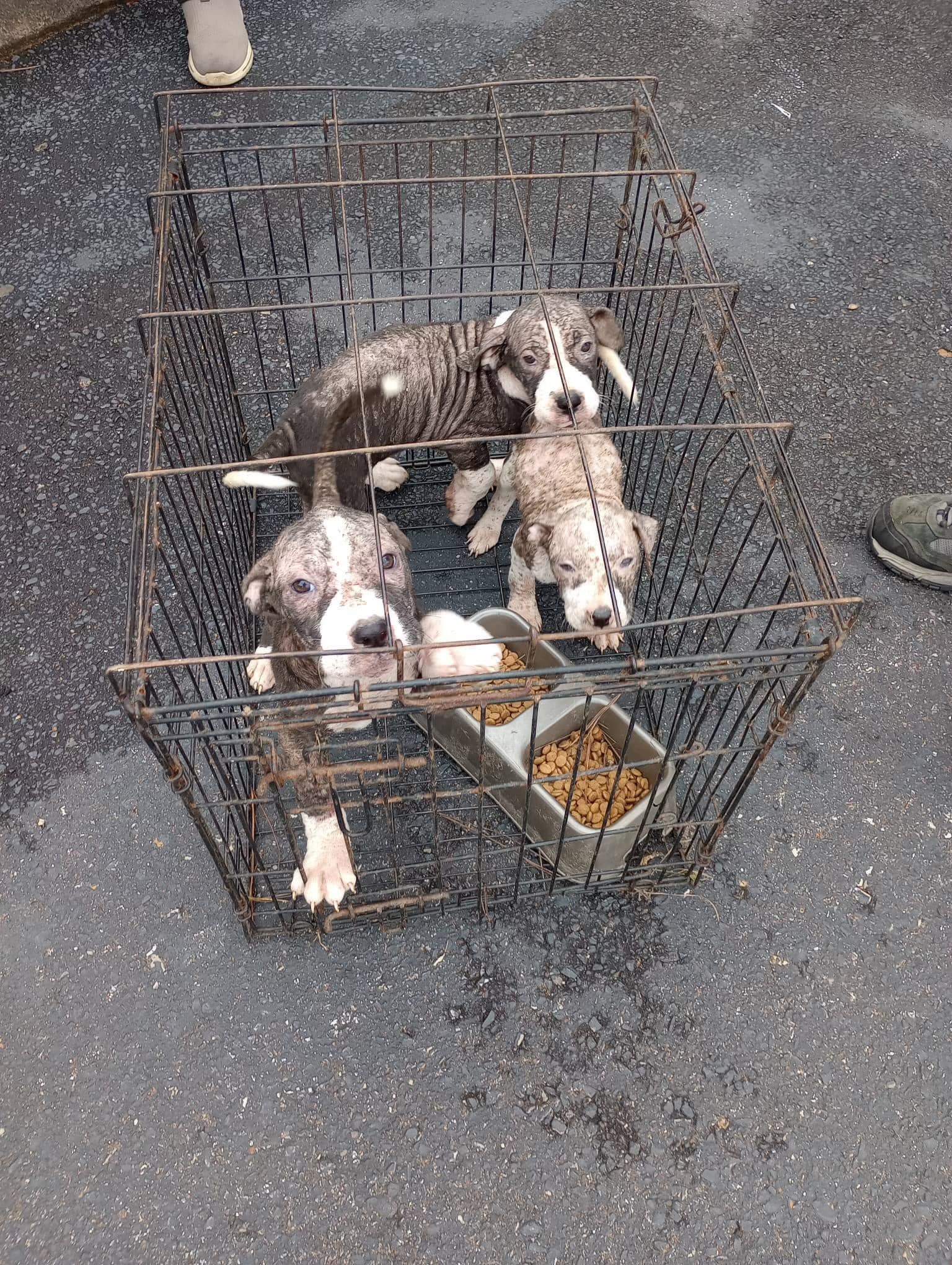 three puppies in crate