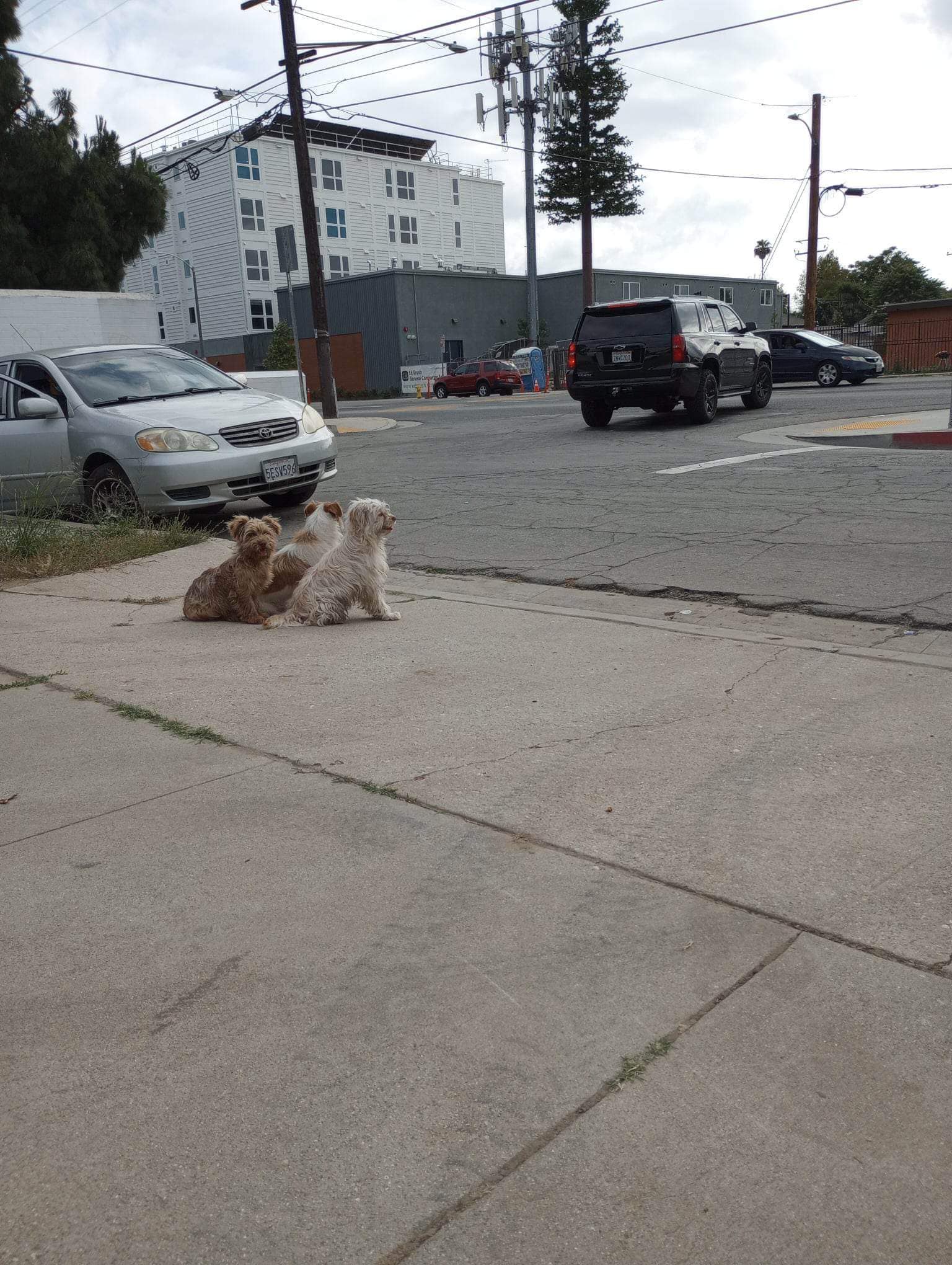 three puppies on road