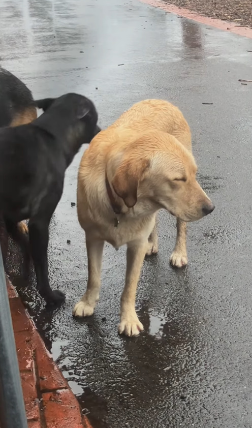 three senior dogs