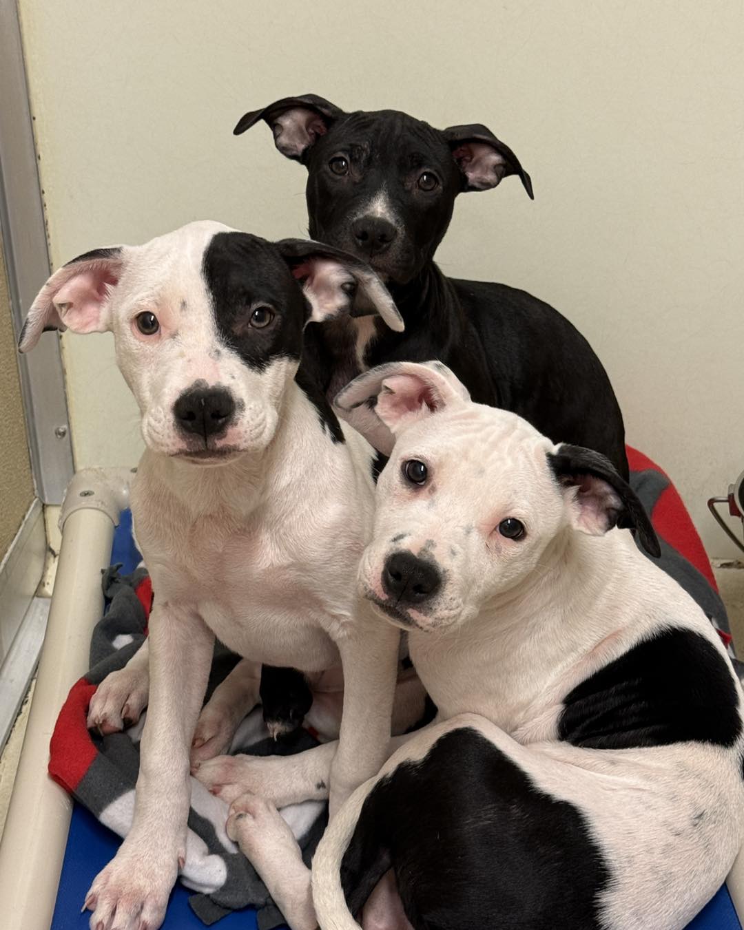 three shelter dogs