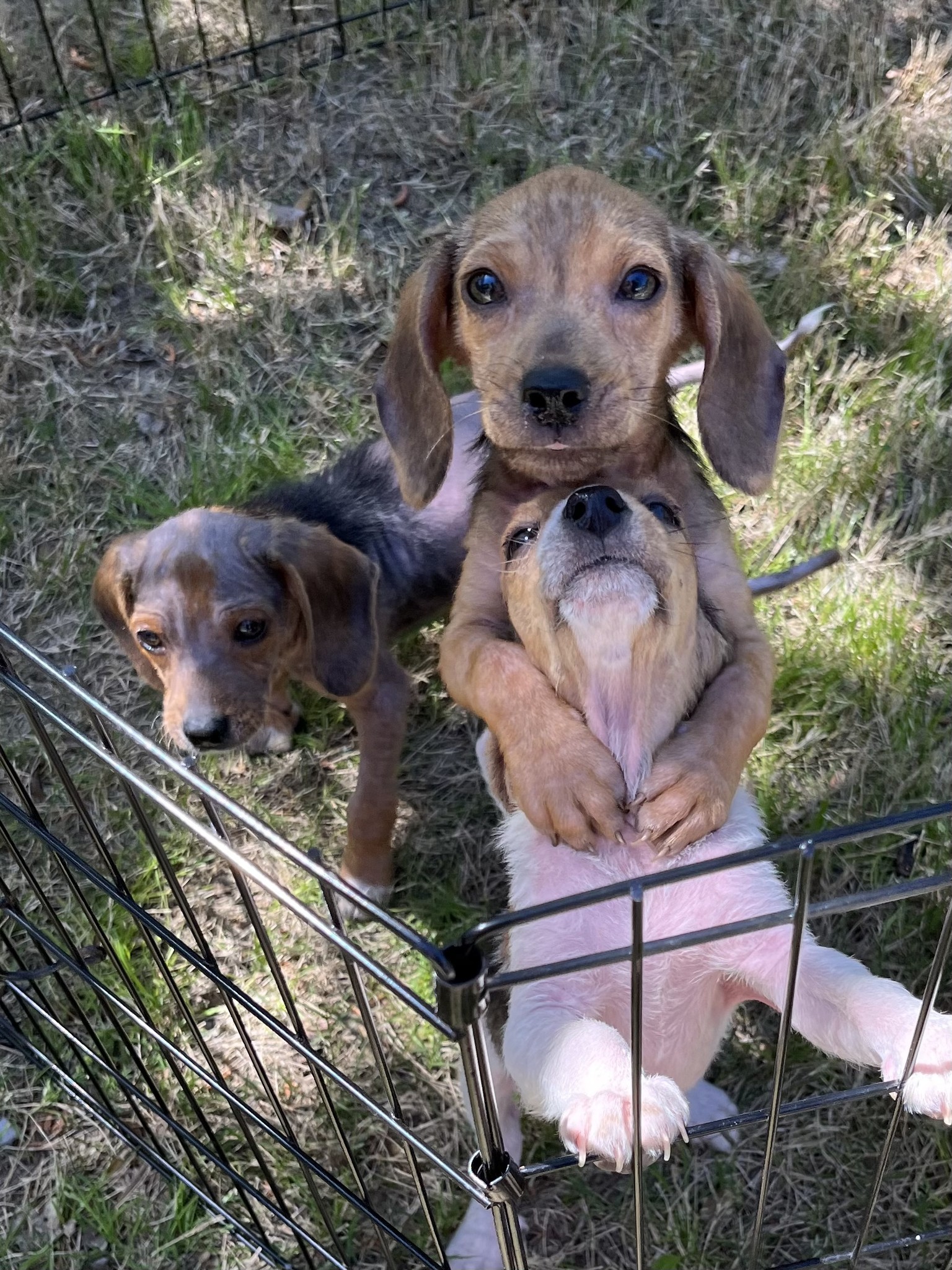 three sweet puppies