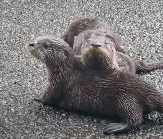 three tiny baby otters