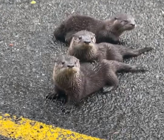 three tiny otters on the road