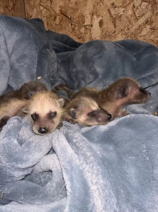 three young racoons