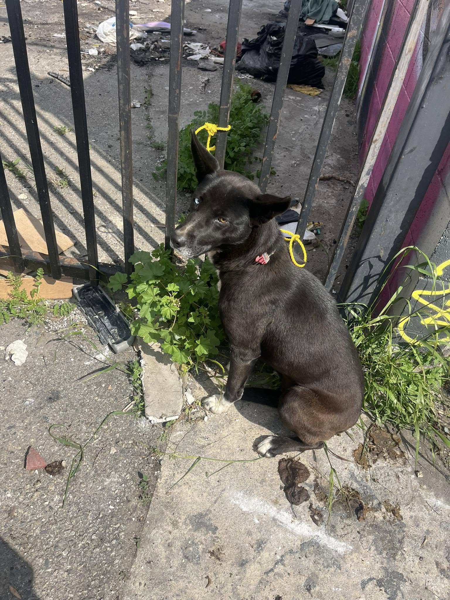tied black dog