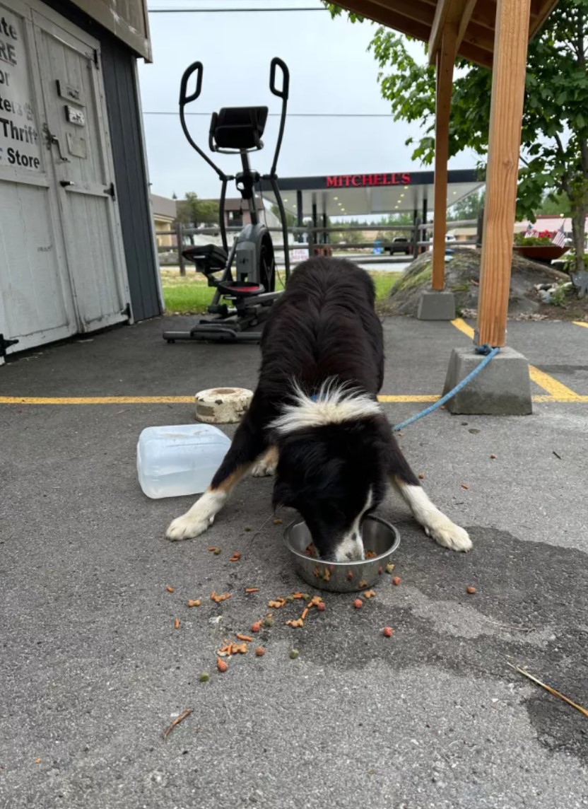 tied dog eating