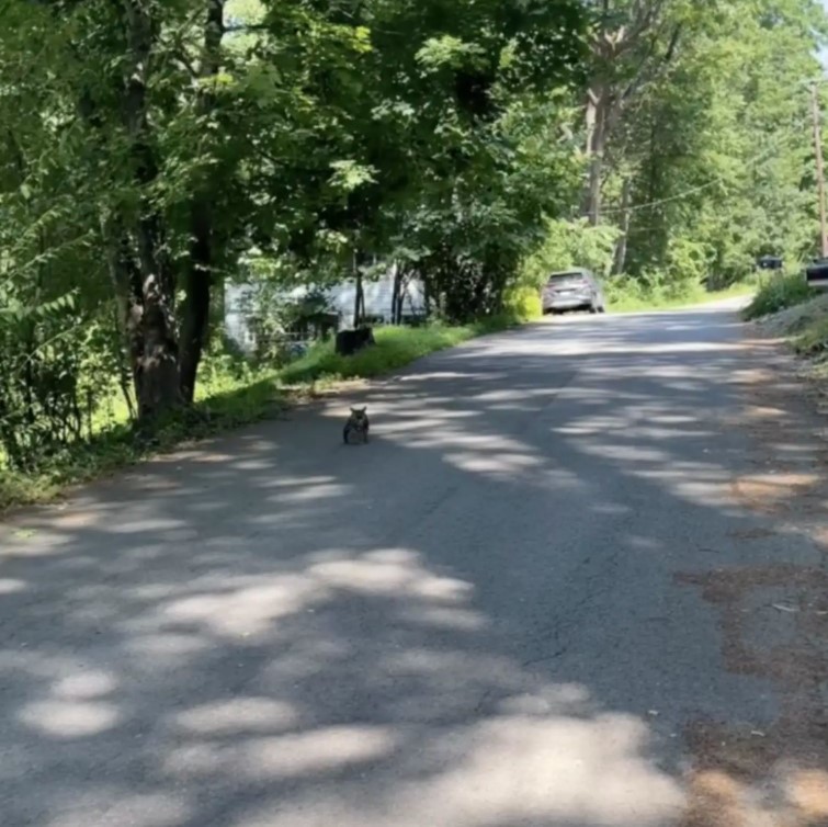 tiny animal on road