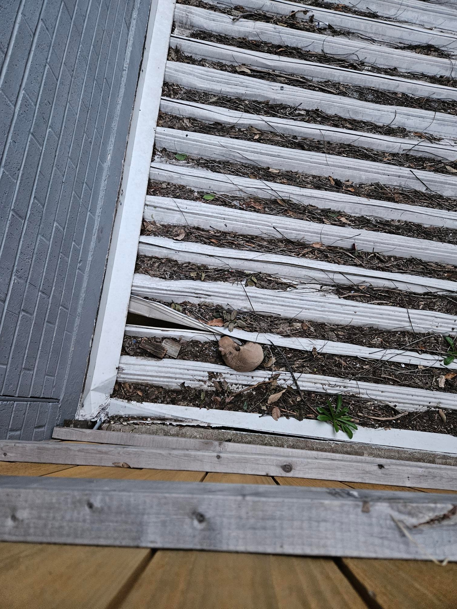 tiny animal on roof