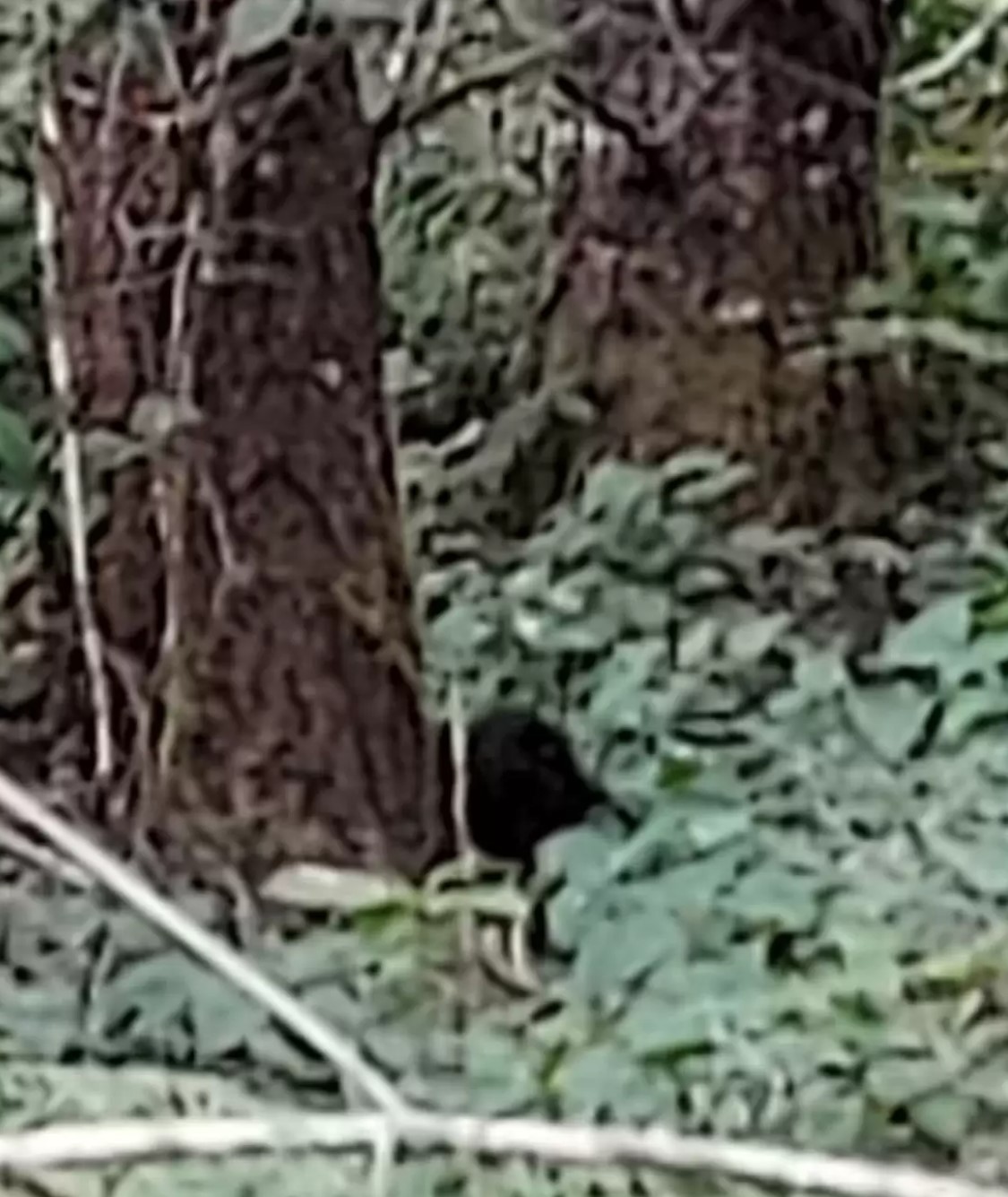tiny bear cub