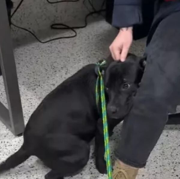 tiny black dog and worker