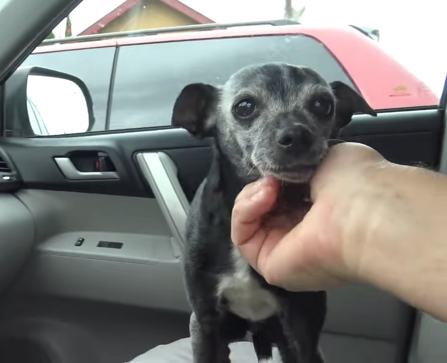 tiny black dog in car