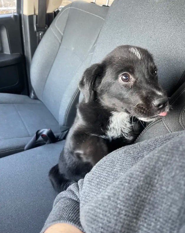 tiny black dog in car