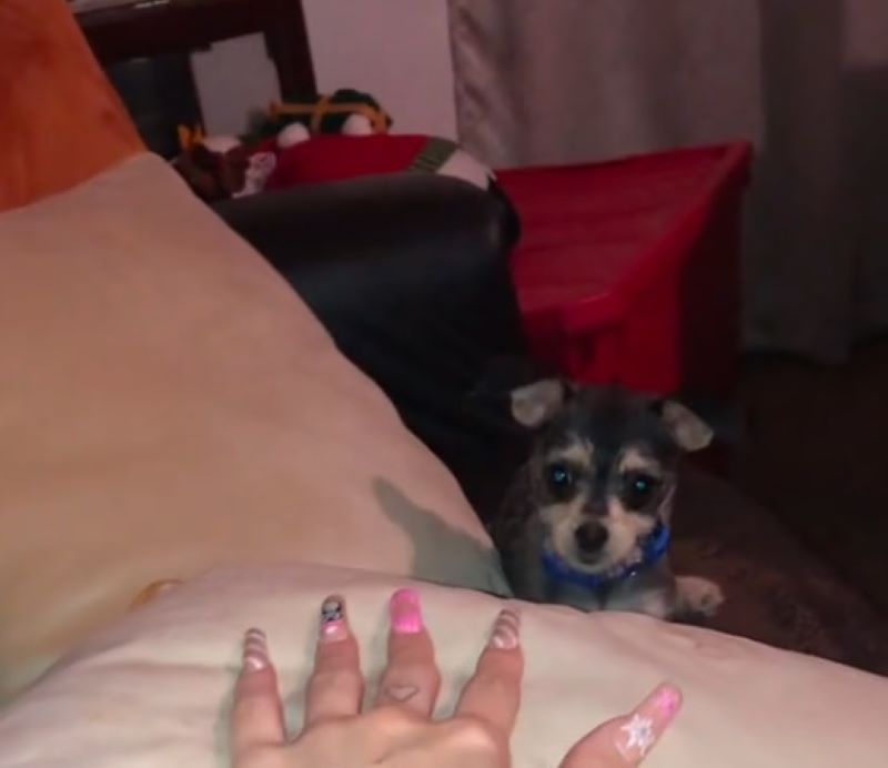 tiny black dog in house
