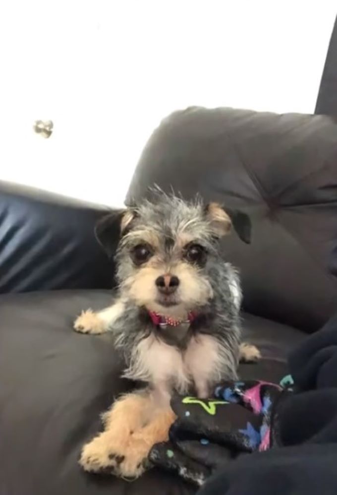 tiny black dog on couch