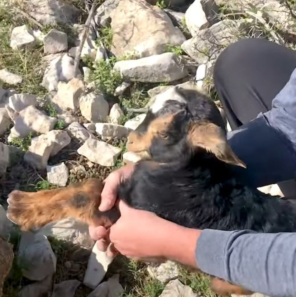 tiny black goat