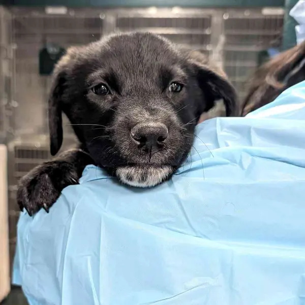 tiny black puppy
