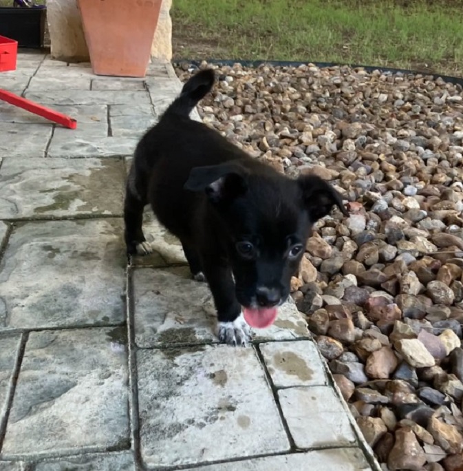 tiny black puppy