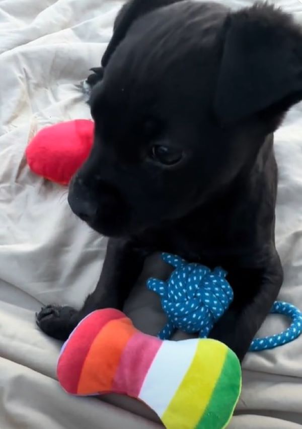 tiny black puppy in house