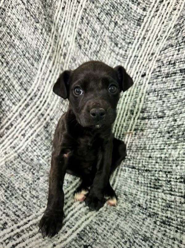 tiny black puppy