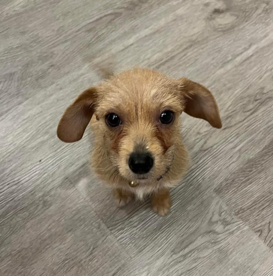 tiny brown dog