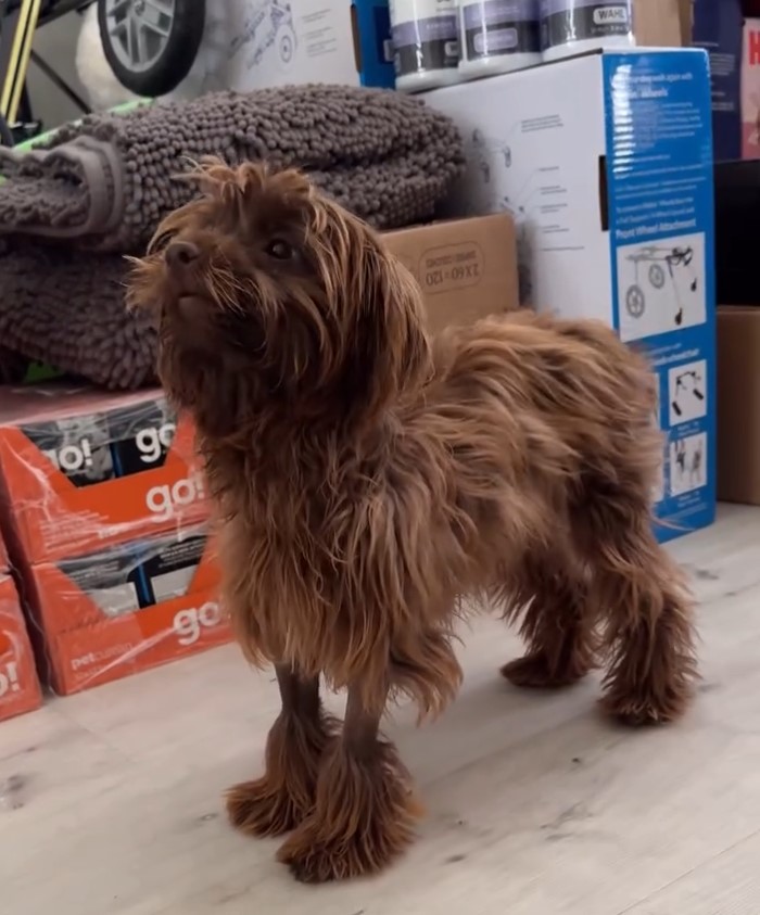 tiny brown dog