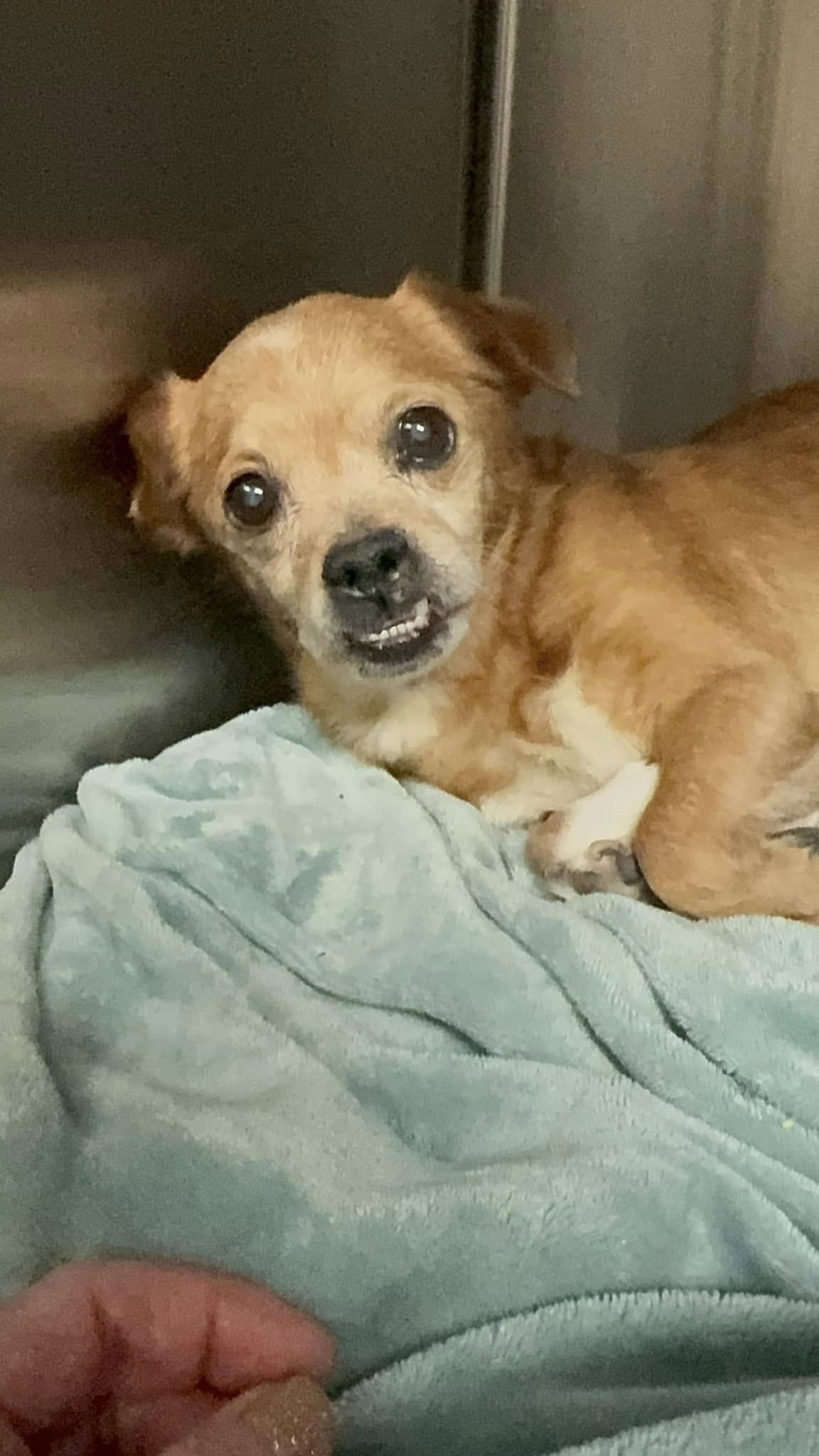 tiny brown dog