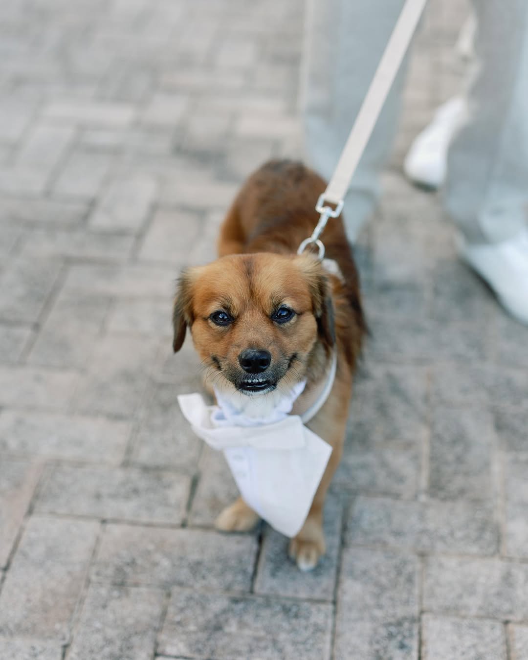 tiny brown dog