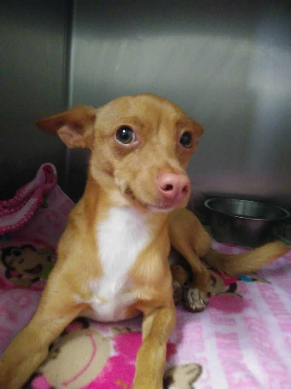 tiny brown dog in shelter