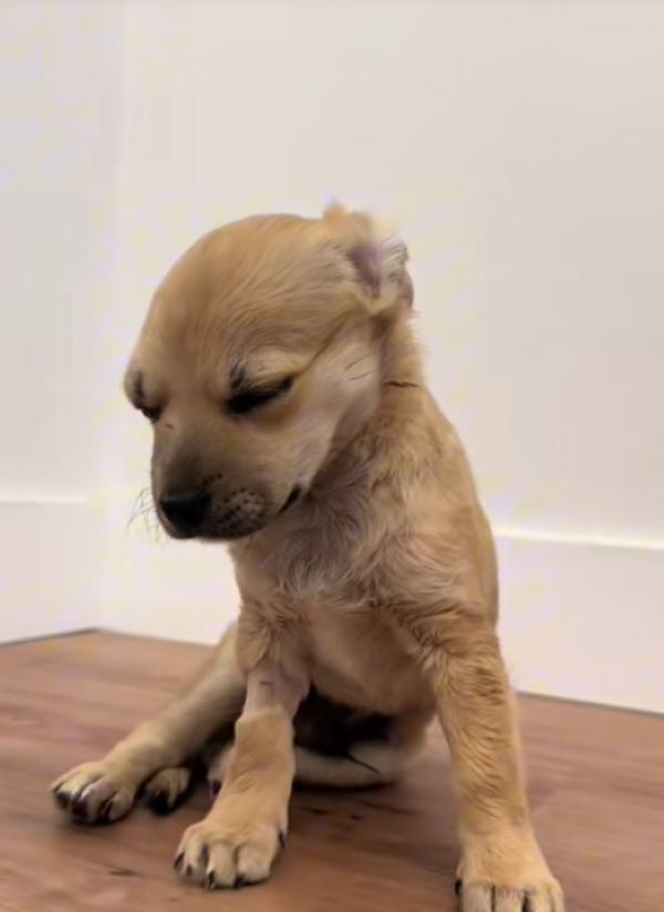 tiny brown newborn puppy