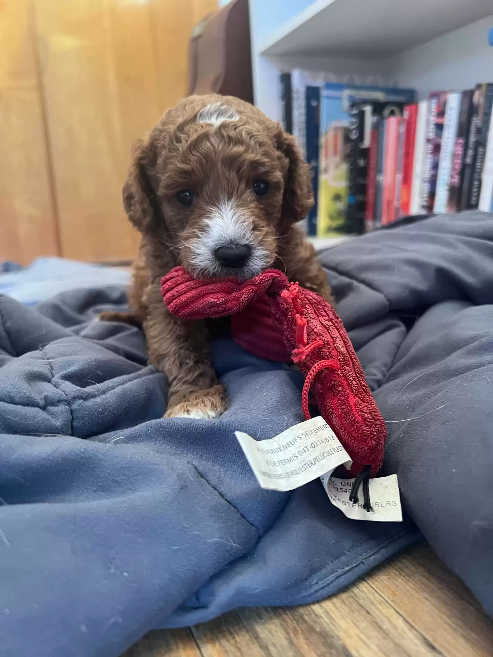 tiny brown puppy