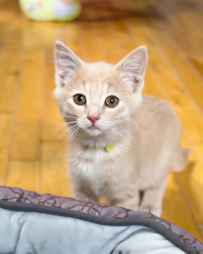 tiny cat