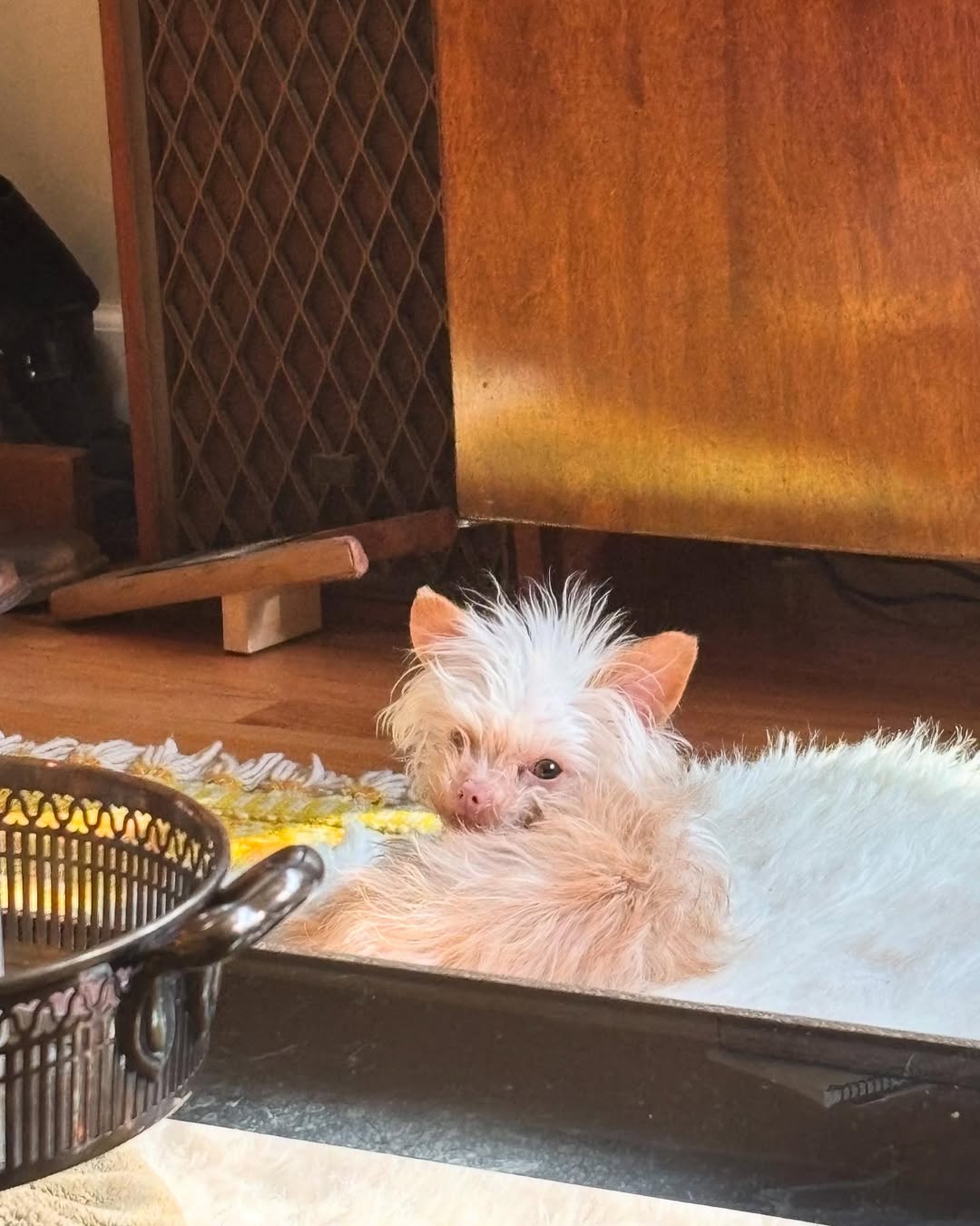 tiny cute dog