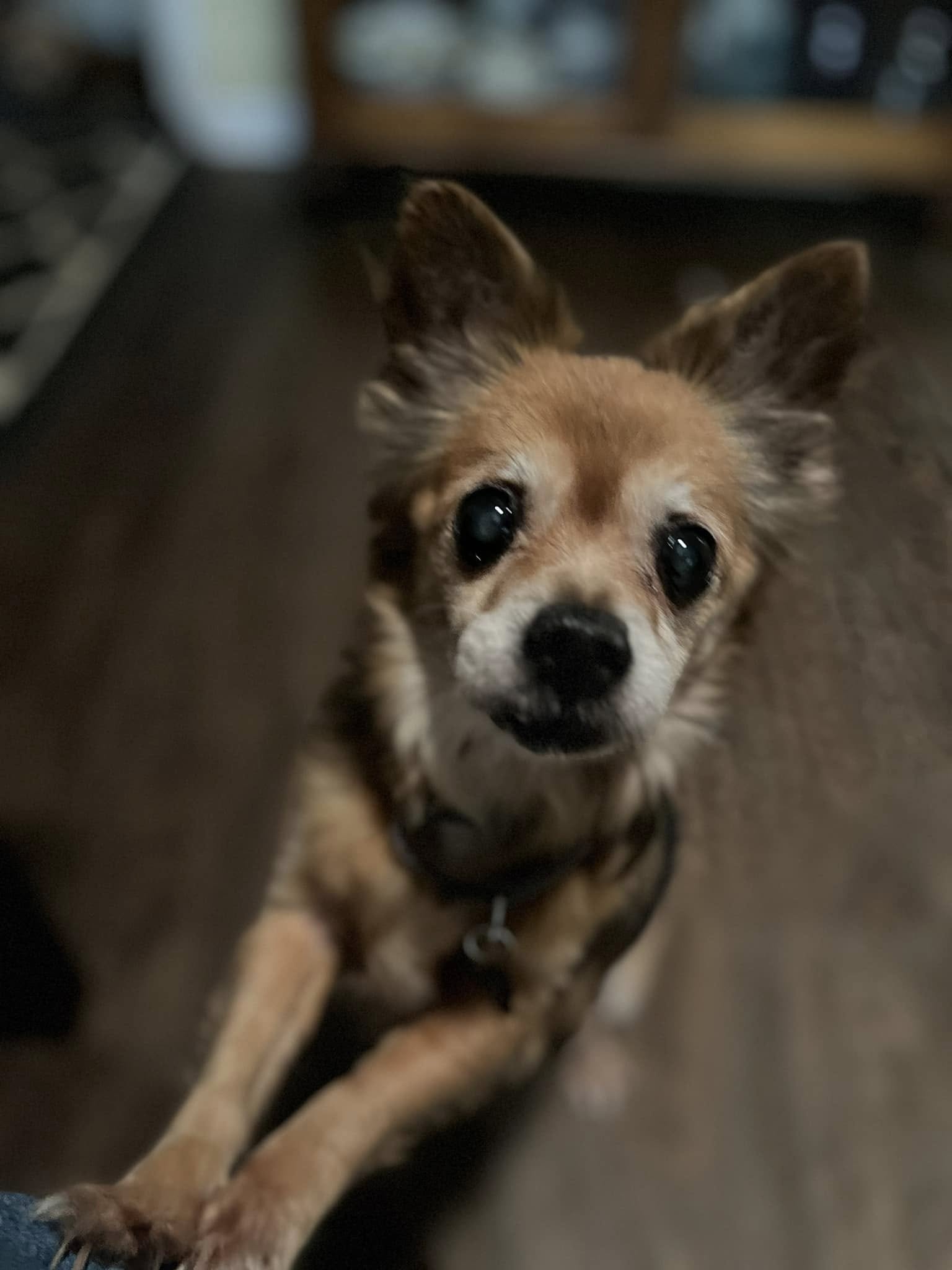 tiny dog