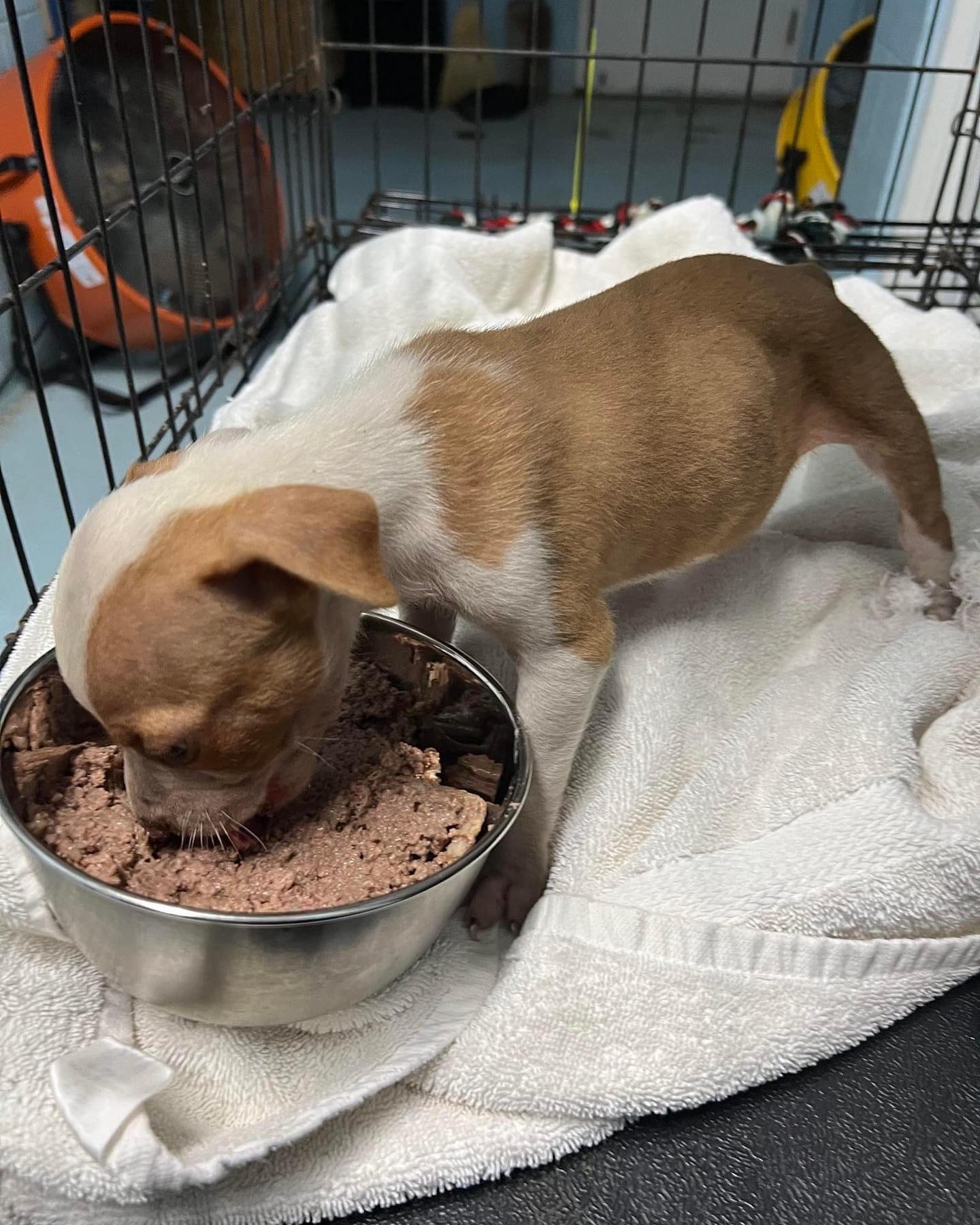 tiny dog eating