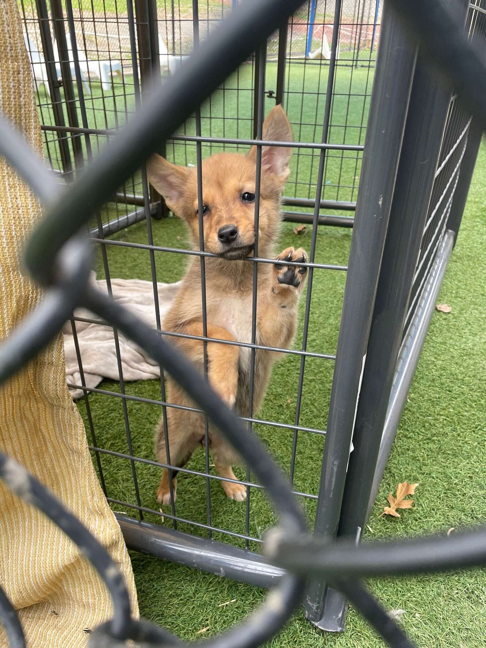 tiny dog in cage