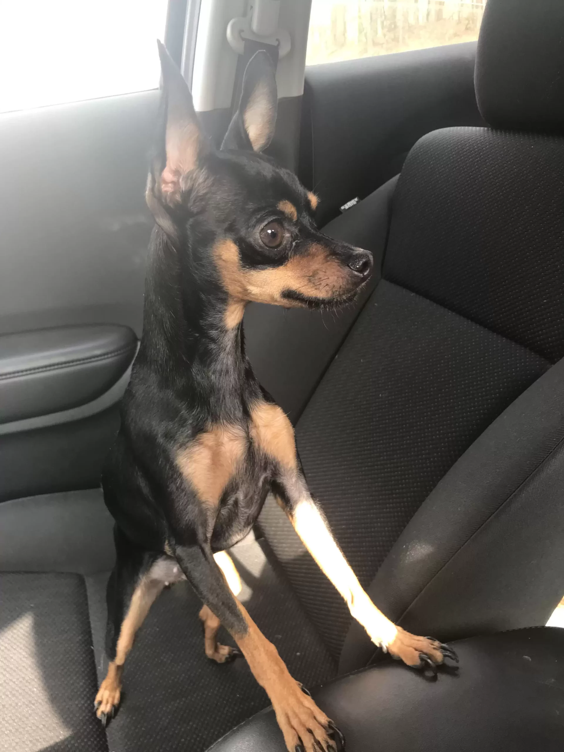 tiny dog in car